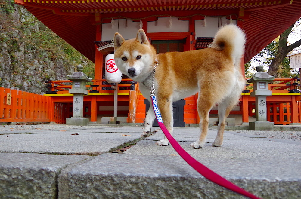铁血黄黑斩郁金香，多特蒙德的西决式逆袭，定义欧冠新生死战
