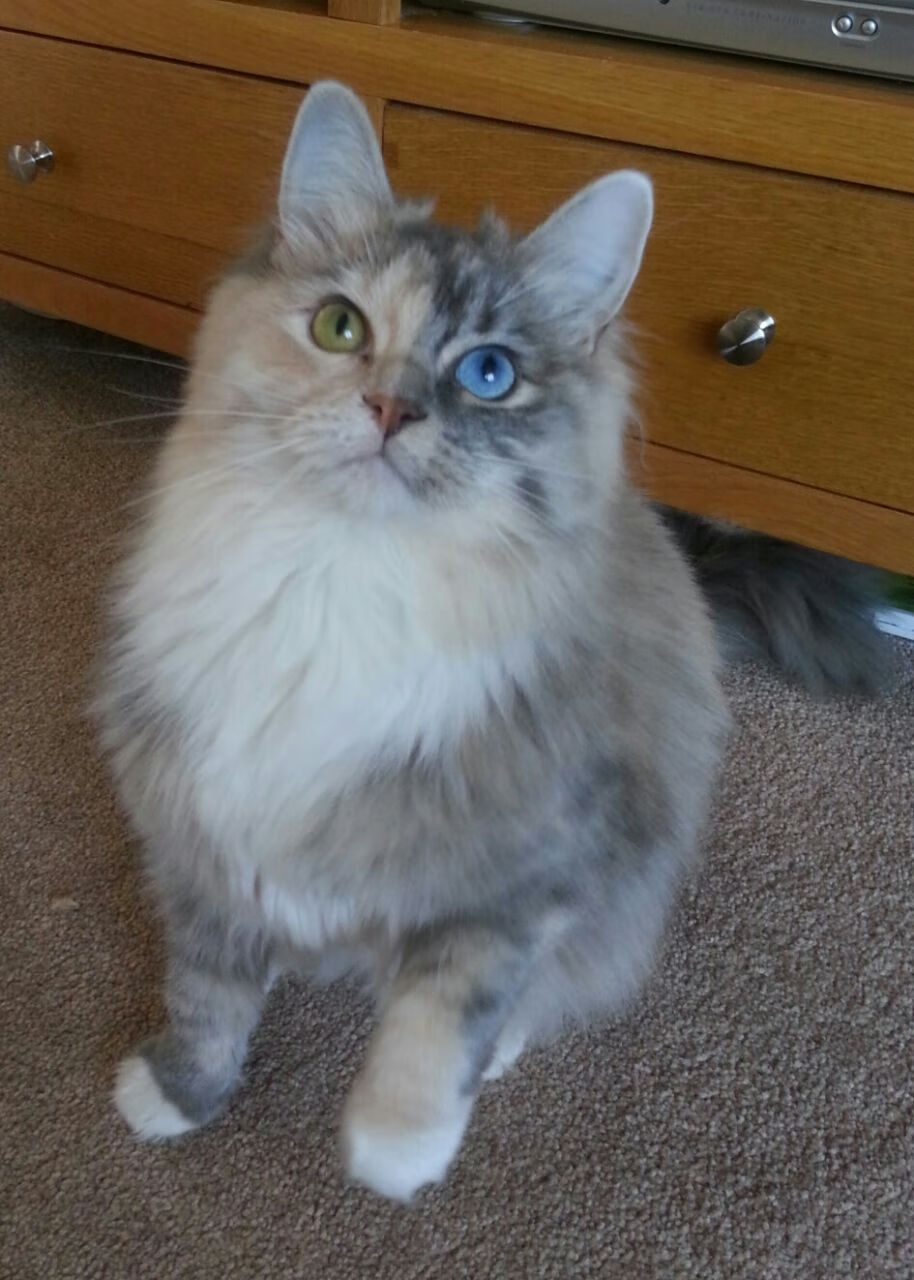 雷火电竞简介-铁爪撕破北境寒夜，猛龙抢七踏平森林狼晋级之战