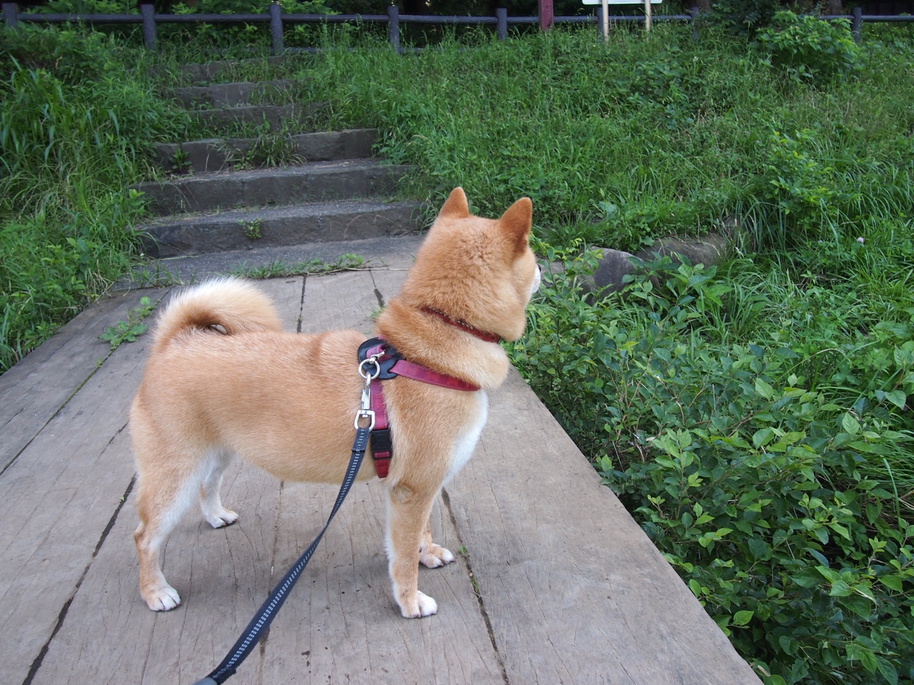 扛鼎与碾压，东契奇独舞与76人团队胜利的双重奏