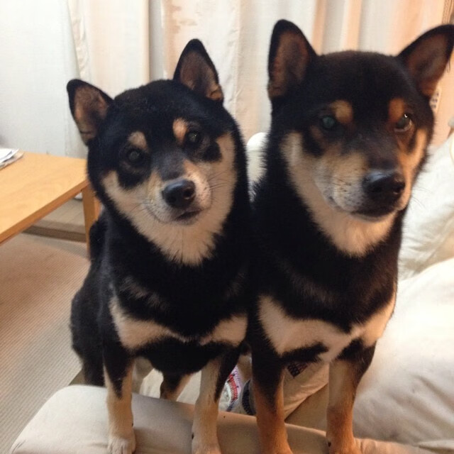 布伦森,在深圳对阵国王的虚拟战场,他是改写结局的破冰者