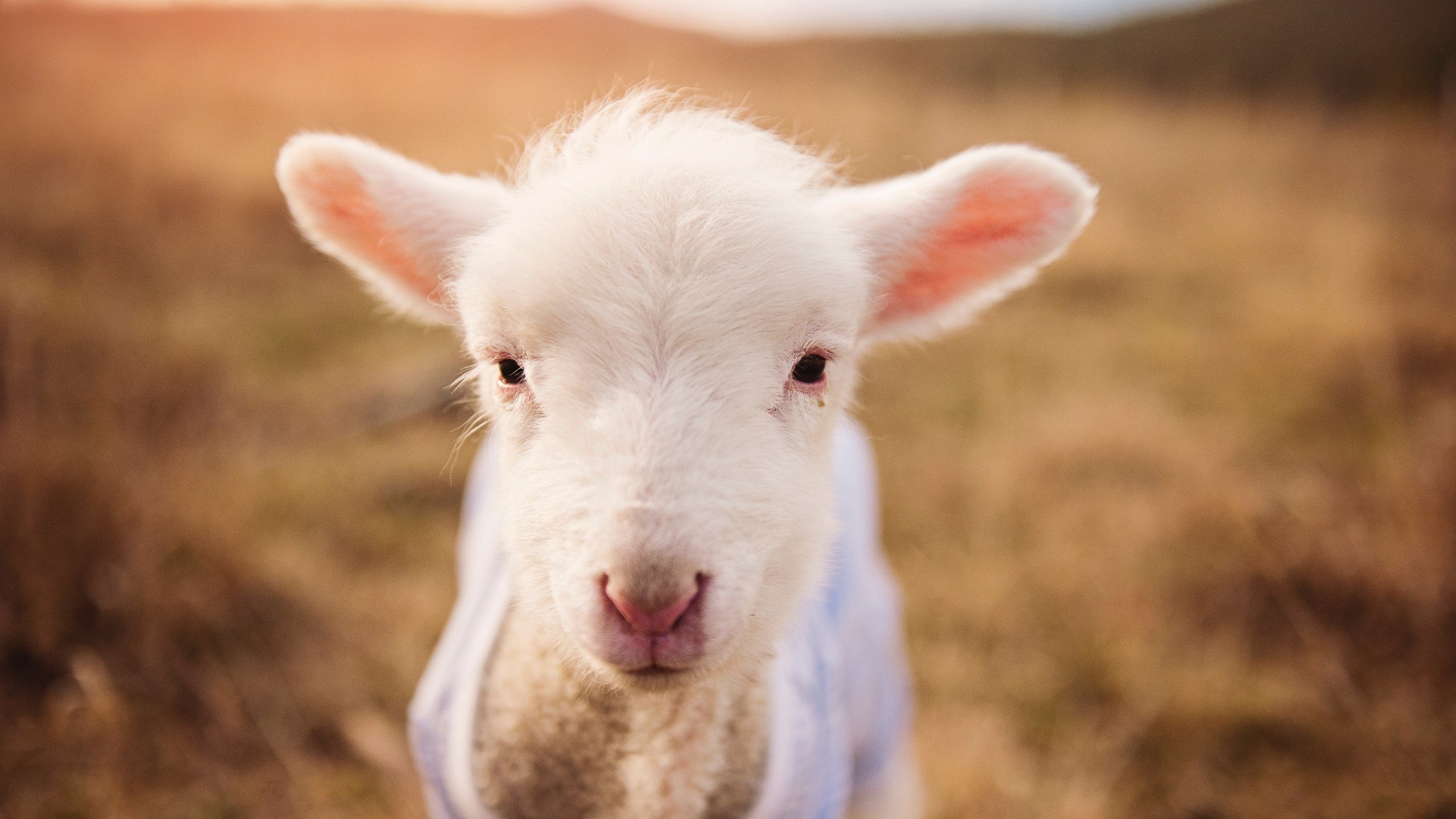 雷火电竞官网-门迪的最后一舞，秘鲁对阵新西兰，一个扑救与一个时代的交集