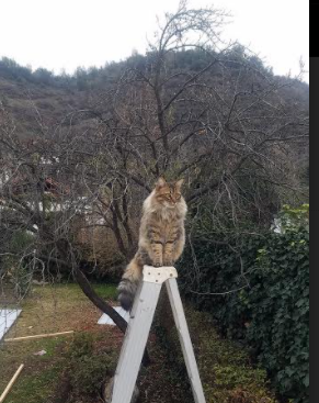 欧冠半决赛之夜,罗德里,那道划破喧嚣的唯一寂静