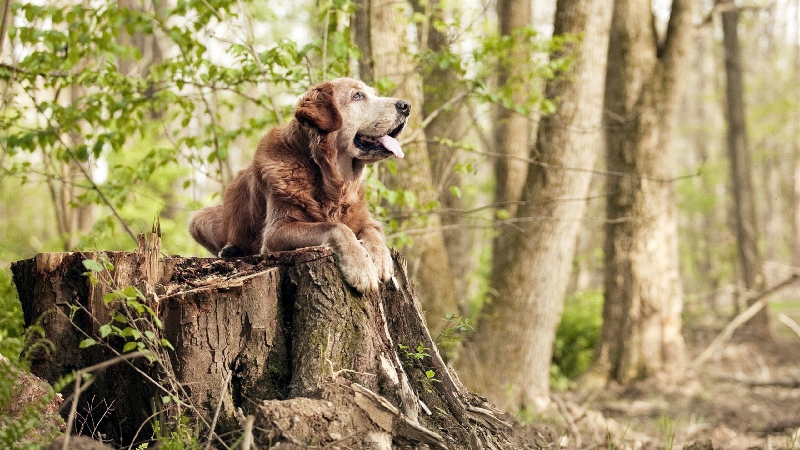 雷火电竞简介-西决生死战之夜，拉文在冰与火间织线