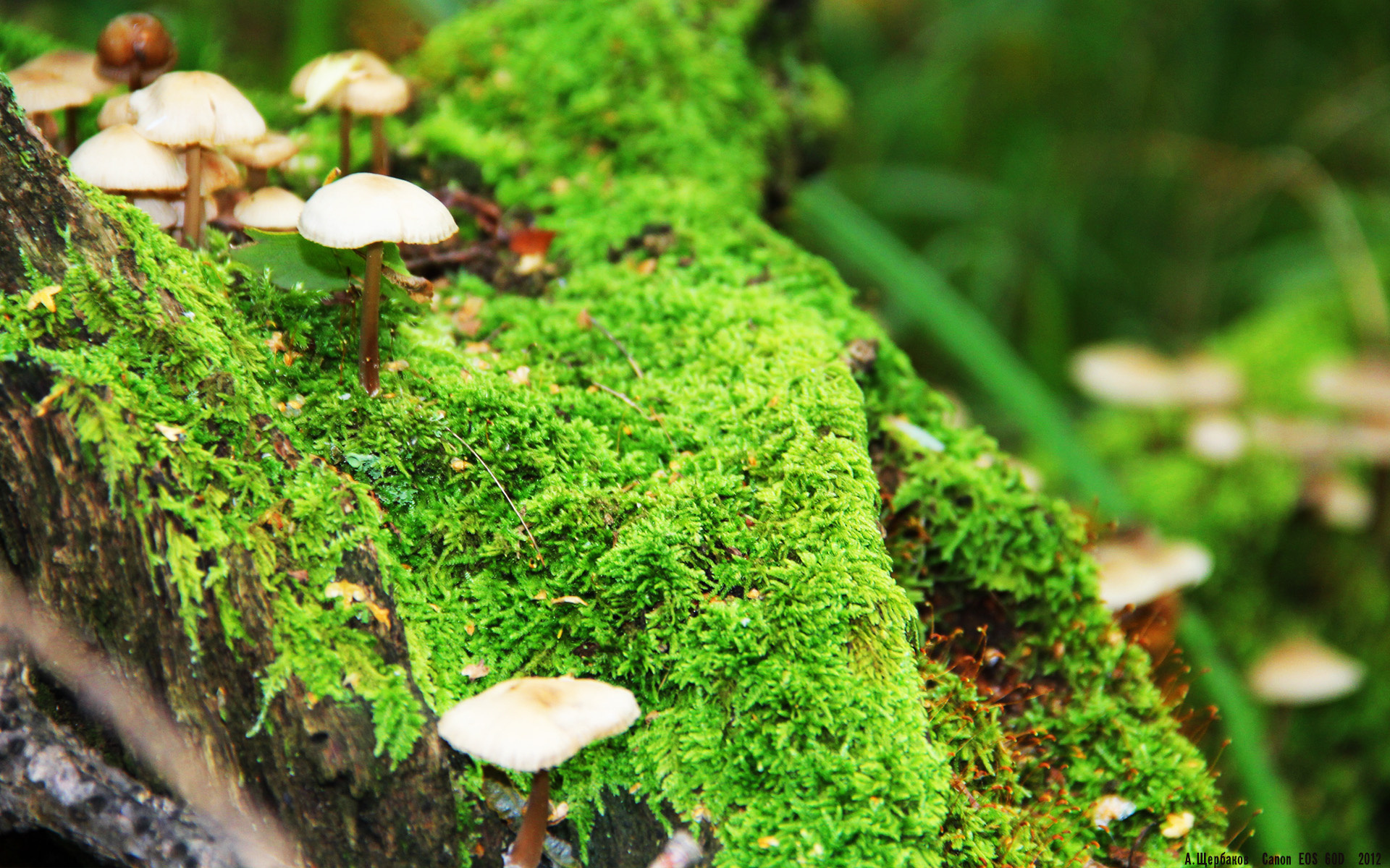 胜利的双重奏，当团队铁壁邂逅个人史诗