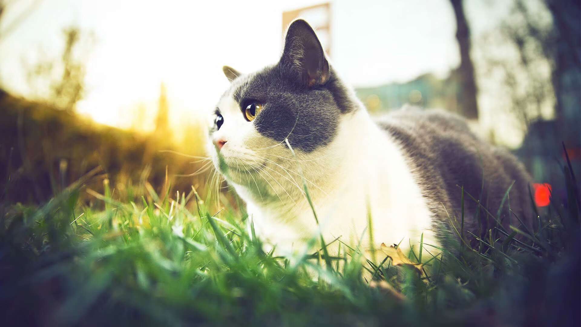 马里城墙被打穿之夜，孙兴慜一箭射落佛罗伦萨鸢尾花