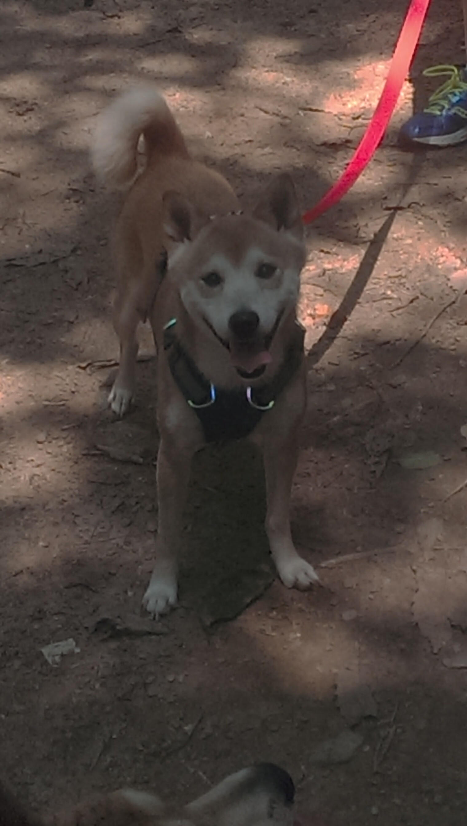 2026世界杯之夜,维尼修斯个人能力的完美风暴