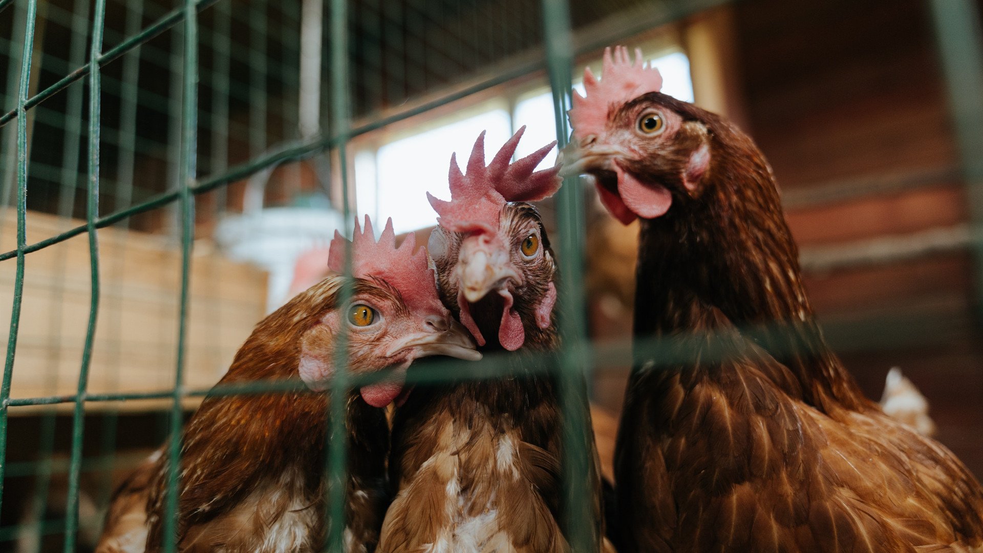 雷火电竞网站-唯一的关键先生，加维引领阿尔及利亚拿下突尼斯