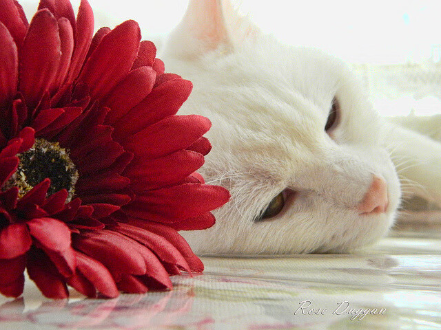 雷火电竞网站-季后赛抢七之夜，当皮克节奏成为唯一的法则