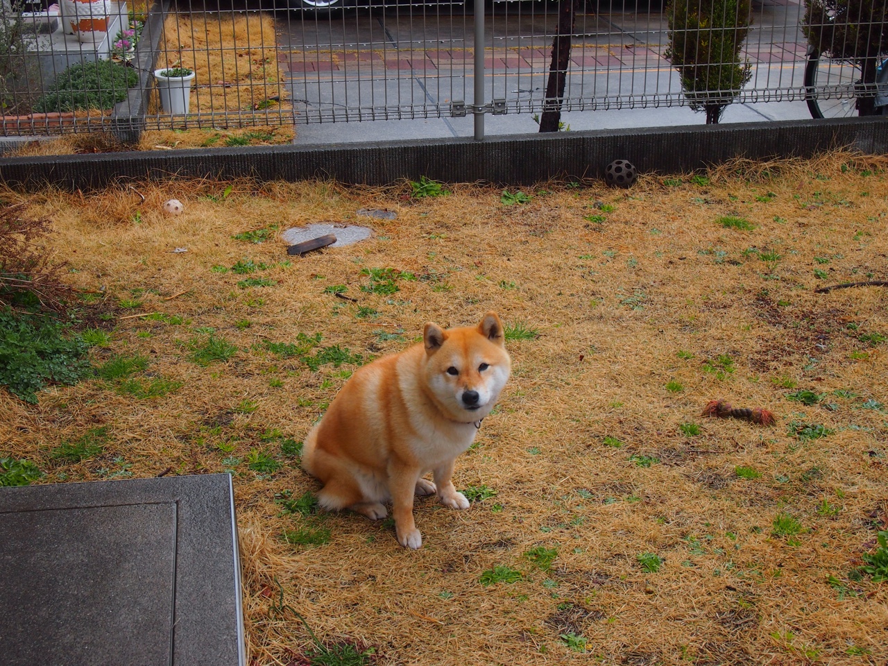 雷火电竞入驻-意甲焦点战之夜，新星布克上演完美表演，点燃圣西罗