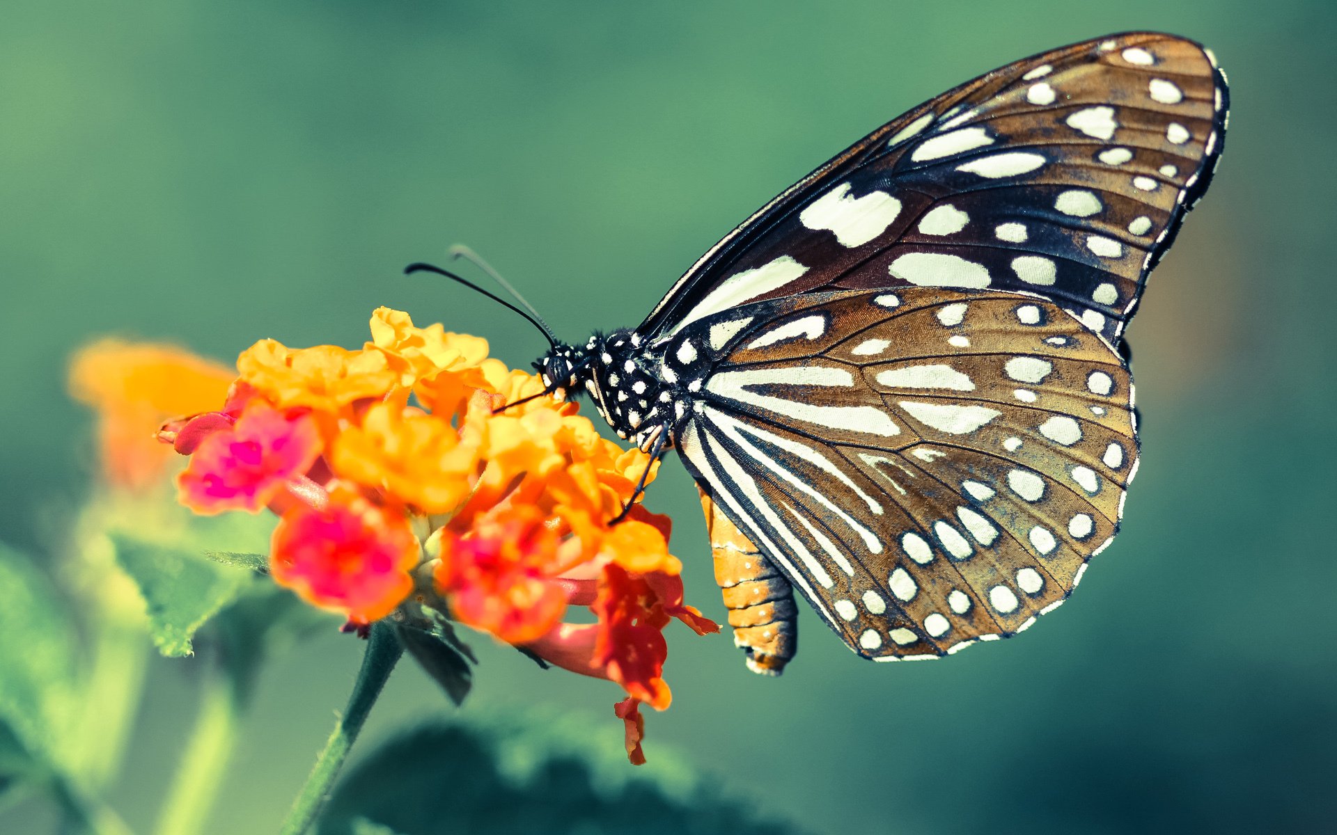 雷火电竞主播-辽篮欧冠奇袭记，当收割者闯入斗牛场