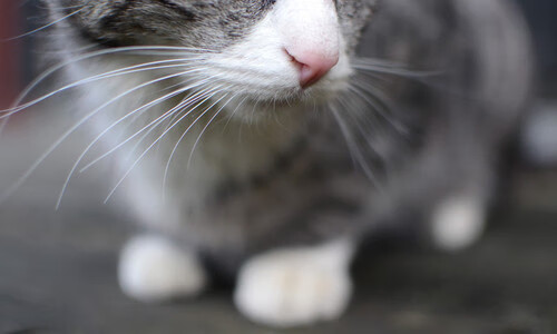 F1终极对决夜，字母哥为何霸屏？跨界火花点燃体育狂潮