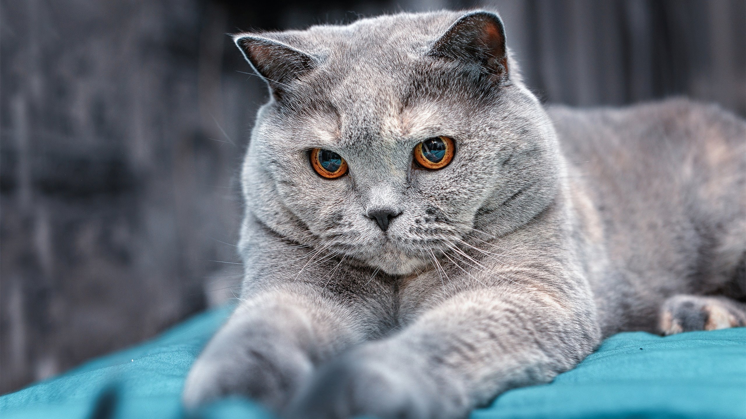 雷火电竞-非典型英雄格列兹曼？不，是格纳布里导演铁血胜利