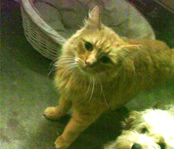 基米希关键回合不手软,几内亚友谊赛横扫切尔西创历史