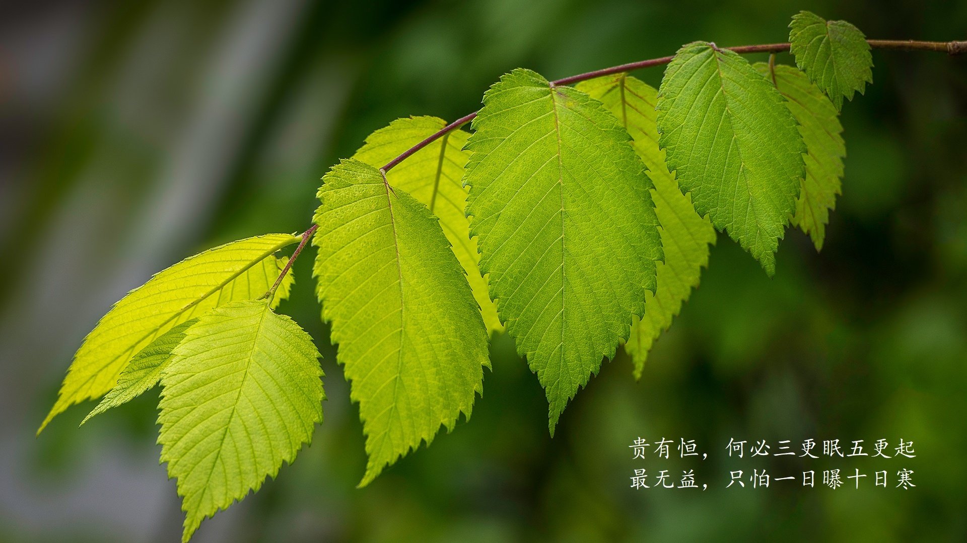 萨内孤勇破局，乌拉圭铁血复仇，世界杯争冠战中的那场唯一关键战